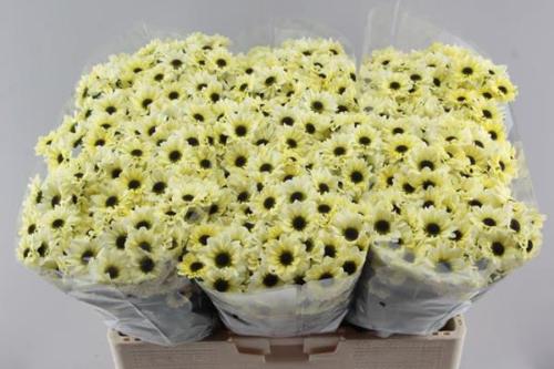 Chrysanthemum (Indicum Grp) tros santini Yin Yang Cream