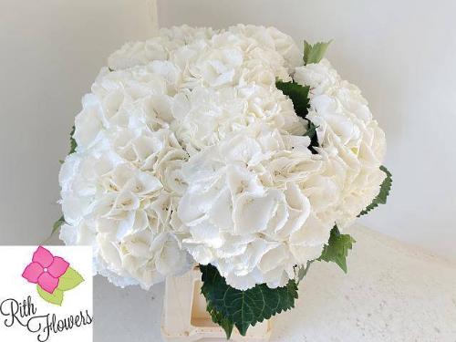 Hydrangea macrophylla 'Schneeball'
