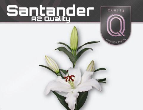 Lilium Oriental Grp 'Santander'