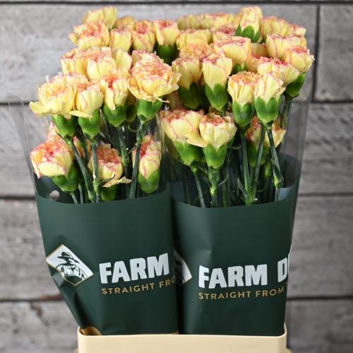 Dianthus standaard overig