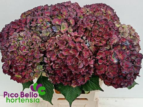 Hydrangea macrophylla Royal Anastasia (classic)