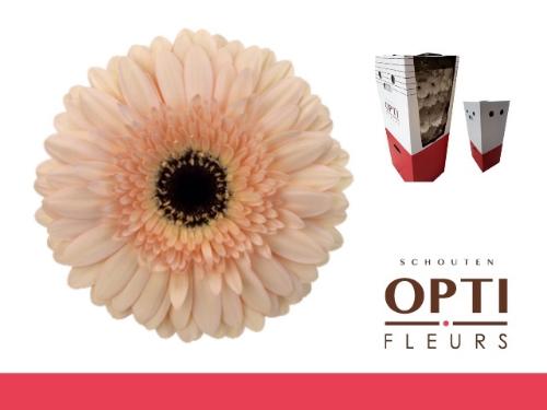 Gerbera grootbloemig 'Cafe del Mar'