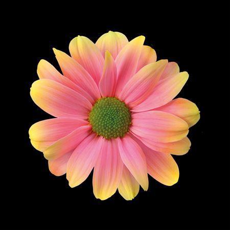 Chrysanthemum Indicum Grp tros kas kleurbehandeld H%