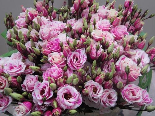 Eustoma russellianum gevuldbloemig kleurbehandeld H%