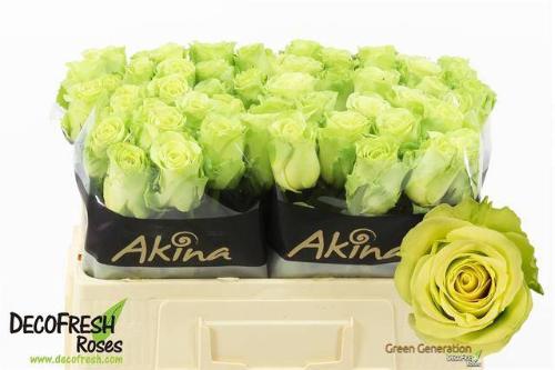 Rosa grootbloemig Green Generation
