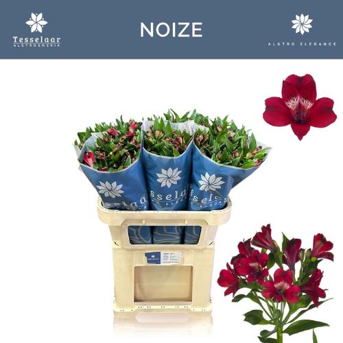 Alstroemeria Noize