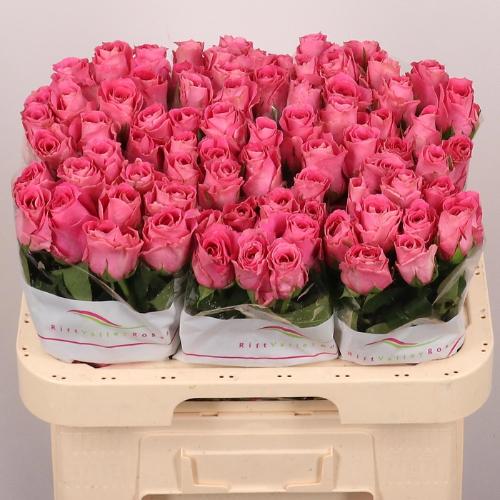 Rosa grootbloemig Watergame