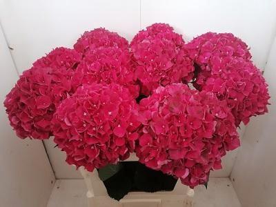 Hydrangea macrophylla Magical Rubyred