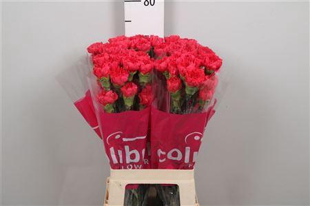 Dianthus standaard Mandalay