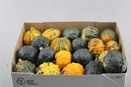 Siervruchten per stuk Cucurbita Hardshell Warties Grp gemengd