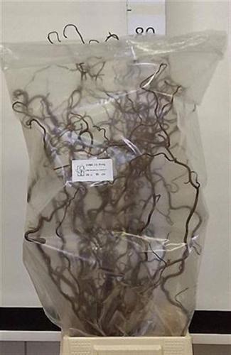 Corylus avellana 'Contorta'