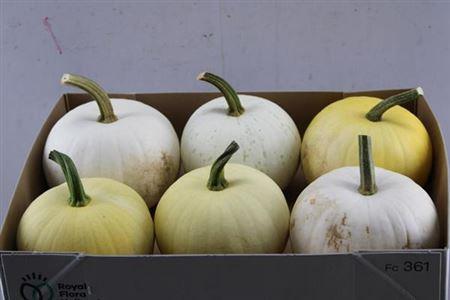 Siervruchten per stuk Cucurbita pepo 'Baby Boo'