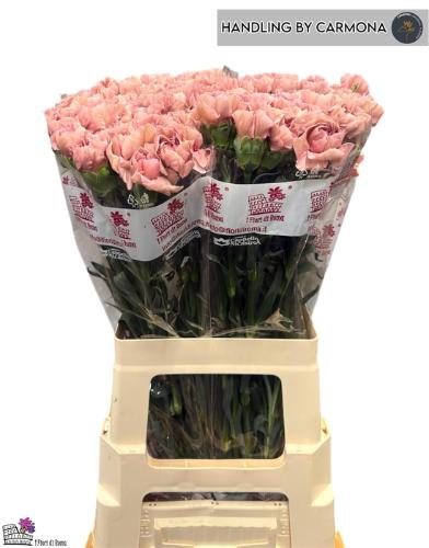 Dianthus standaard 'Happy Chery'