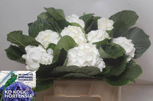 Hydrangea macrophylla Allure
