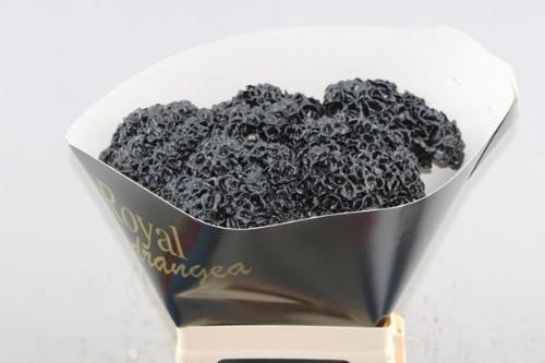 Hydrangea overig kleurbehandeld H%