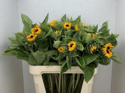 Helianthus annuus 'Sunrich Orange'