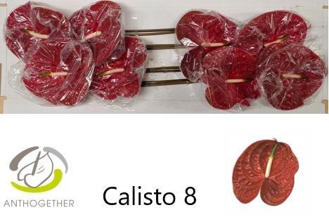 Anthurium Andreanum Grp Calisto