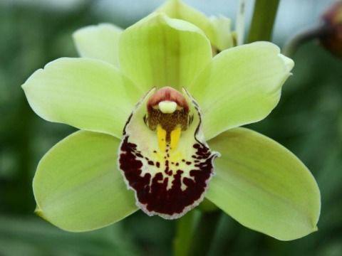 Cymbidium mini per tak Santa's Express 'Tessa'