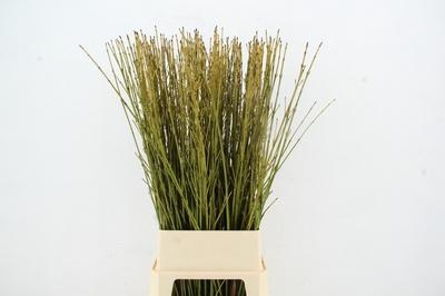 Cornus stolonifera 'Flaviramea'