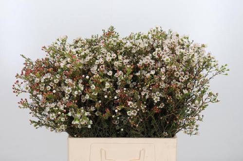 Chamelaucium uncinatum 'Ella'