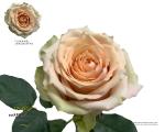 bd180abc-d4be-4db1-8751-a9f992c06b96.jpg