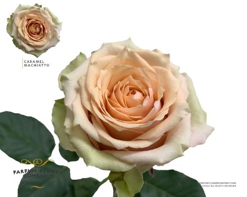 Rosa grootbloemig Caramel Macchiato