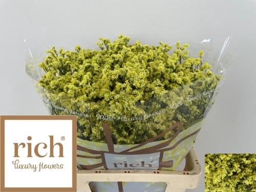 Limonium sinense Cyrus Diamond