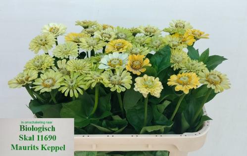 Zinnia elegans