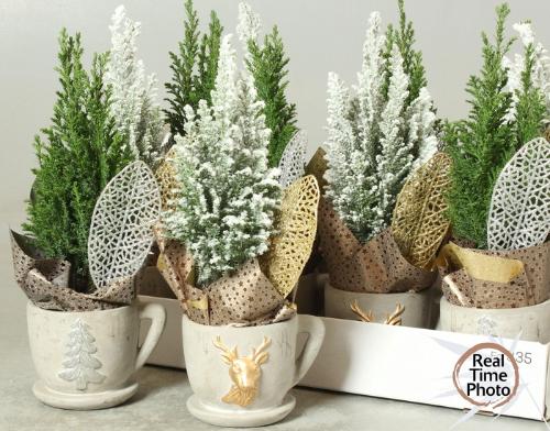 Chamaecyparis lawsoniana 'Ellwoodii'