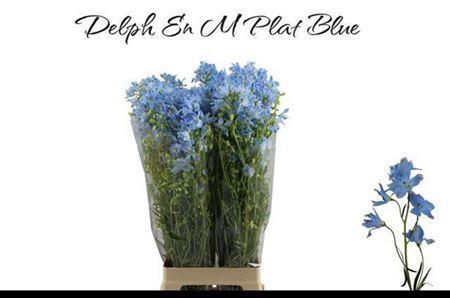Delphinium grandiflorum enkelbloemig 'Morpho Platinum Blue'