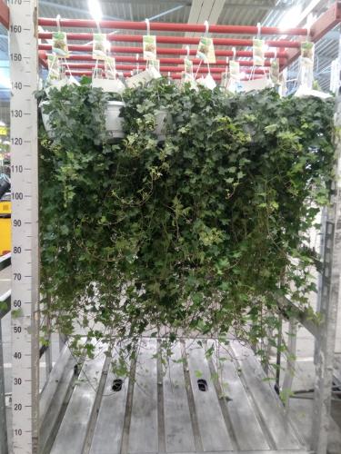 Hedera helix 'Pittsburgh'