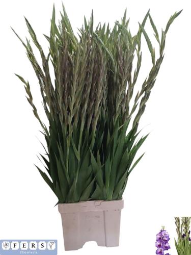 Gladiolus (Large-flowered Grp) 'Purple Party'
