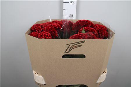 Celosia argentea (Cristata Grp) 'Flashing'