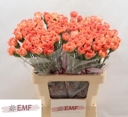 Dianthus standaard Tamarind