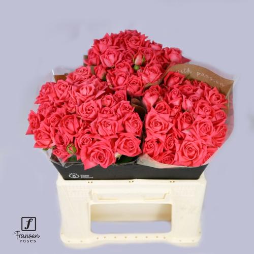 Rosa tros Barbados