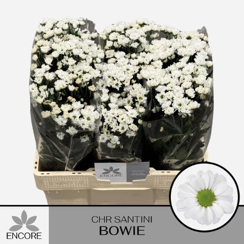 Chrysanthemum (Indicum Grp) tros santini AAA Bowie