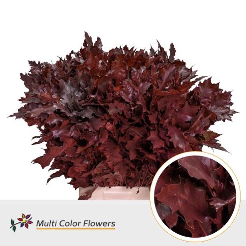 Quercus rubra kleurbehandeld H%