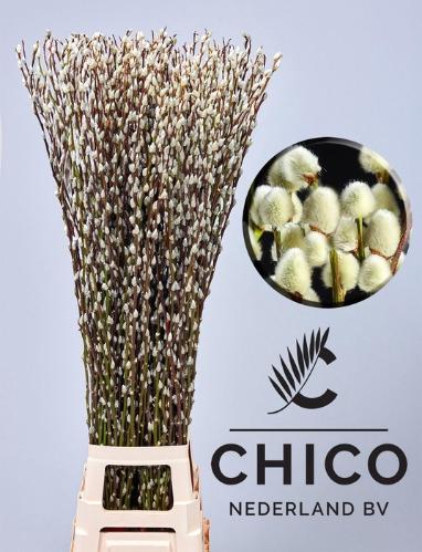 Salix caprea 'Snow Flake'