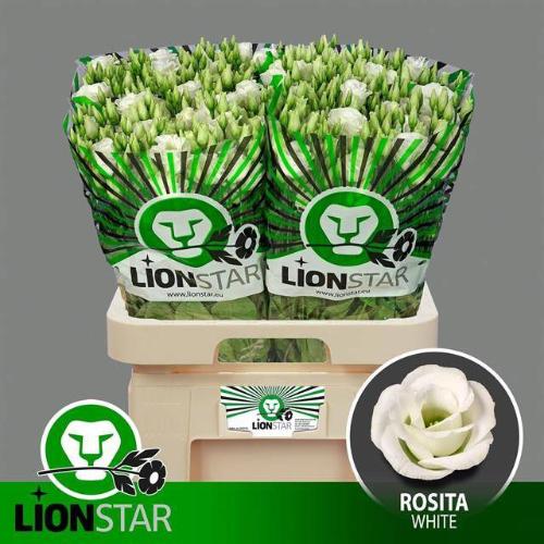 Eustoma russellianum gevuldbloemig 'Rosita White'