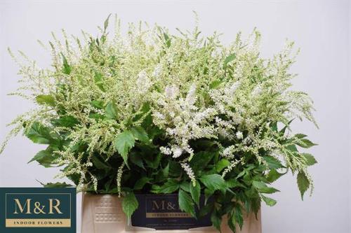 Astilbe Japonica Grp 'Whasingthon'