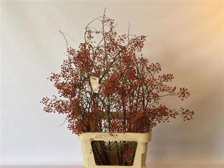 Rosa 'Corallo' (rozenbottel)