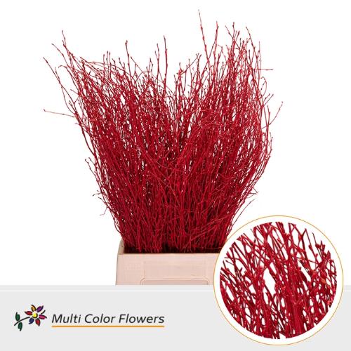 Betula kleurbehandeld H%
