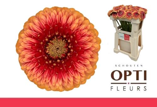 Gerbera mini bolvormig Pomponi Beaker
