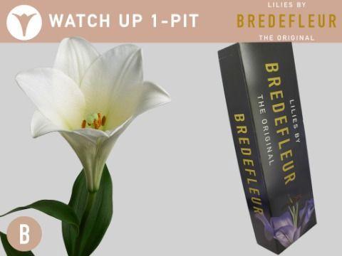 Lilium longiflorum 'Watch Up'