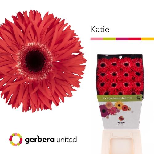Gerbera grootbloemig spinvormig Katie+