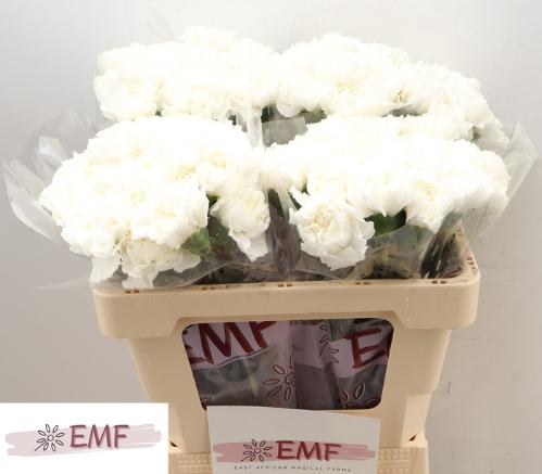 Dianthus standaard 'Holly'