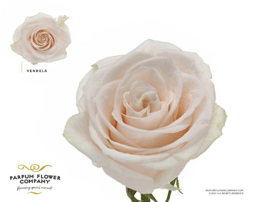 Rosa grootbloemig Vendela