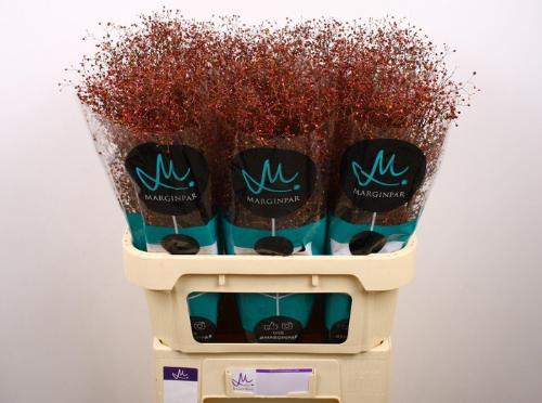 Talinum paniculatum 'Long John'