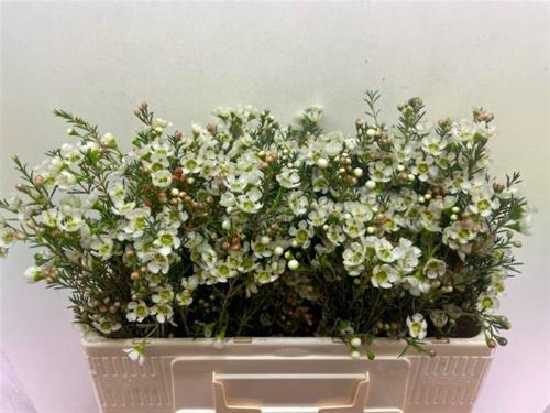 Chamelaucium megalopetalum 'Sirius'