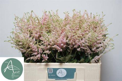 Astilbe Japonica Grp 'Europa'